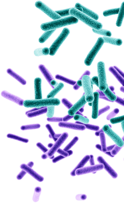 antiinfetcives-batterio