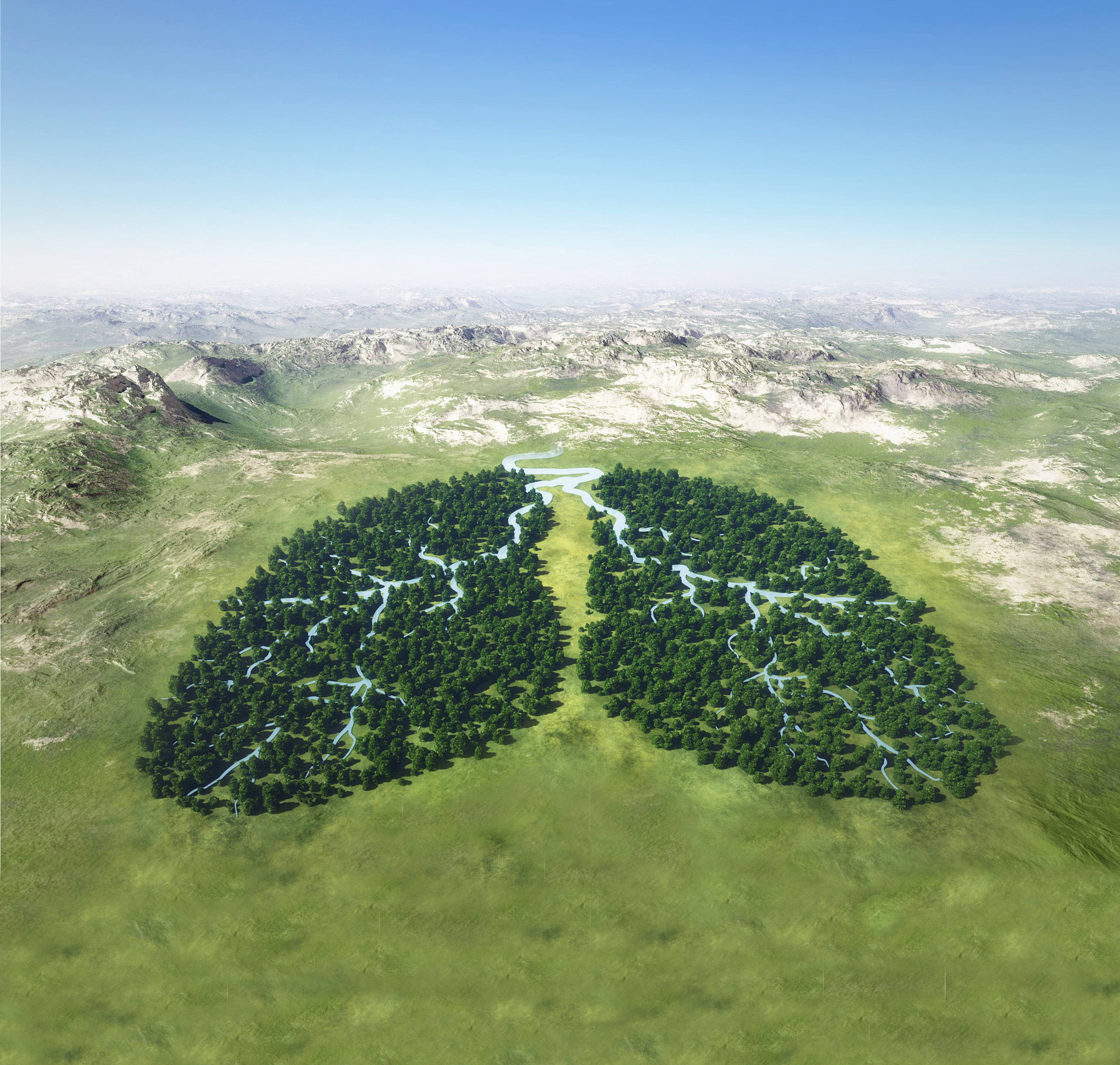 The Menarini Forest