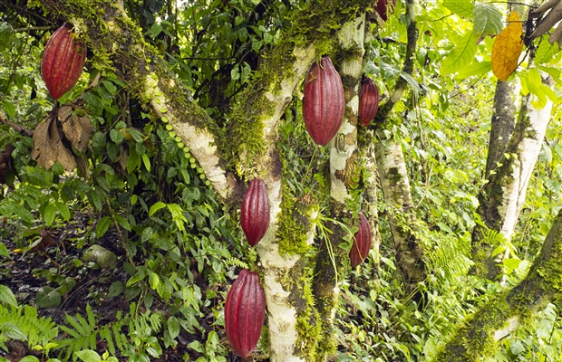 The Menarini Forest 0