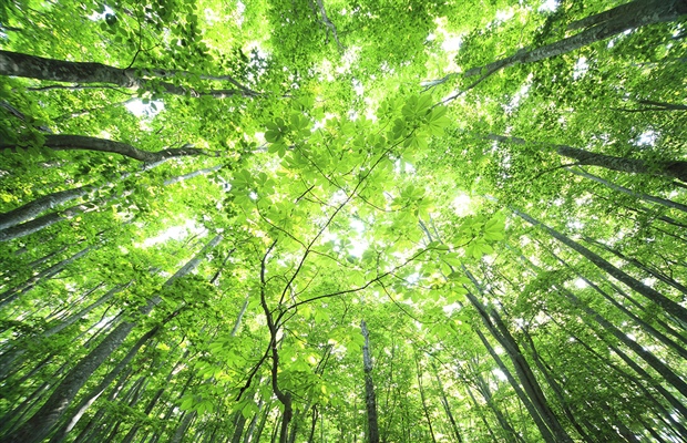 The Menarini Forest 2